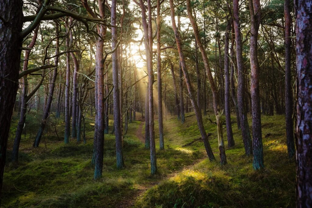 Bosque | Naturaleza | Aire libre