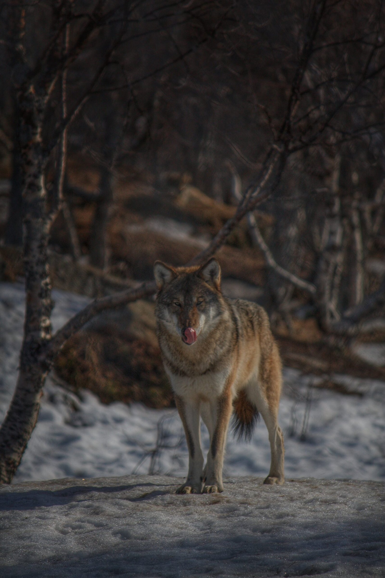 Polar Park | Lobo | Noruega