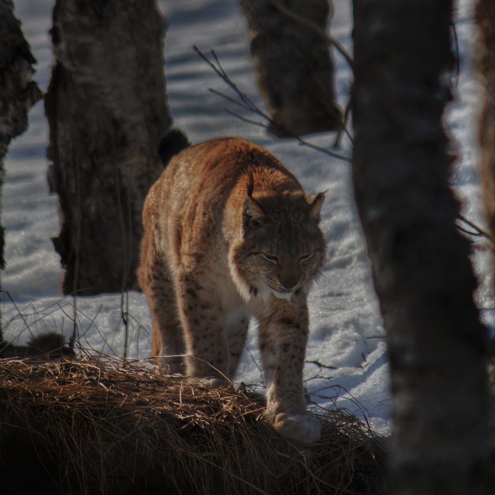 Lince | Polar Park | Noruega