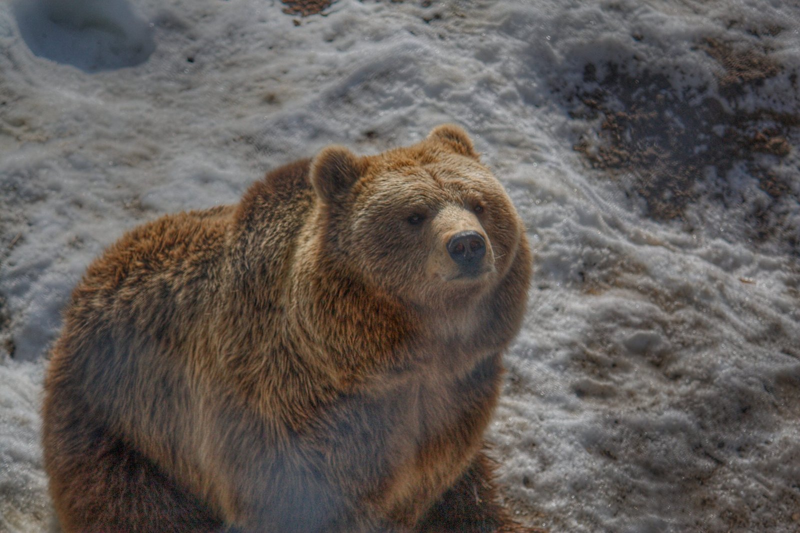 Polar Park | Oso | Noruega