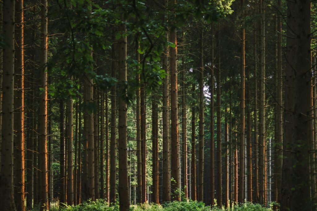 Tala de árboles | Noruega | Naturaleza