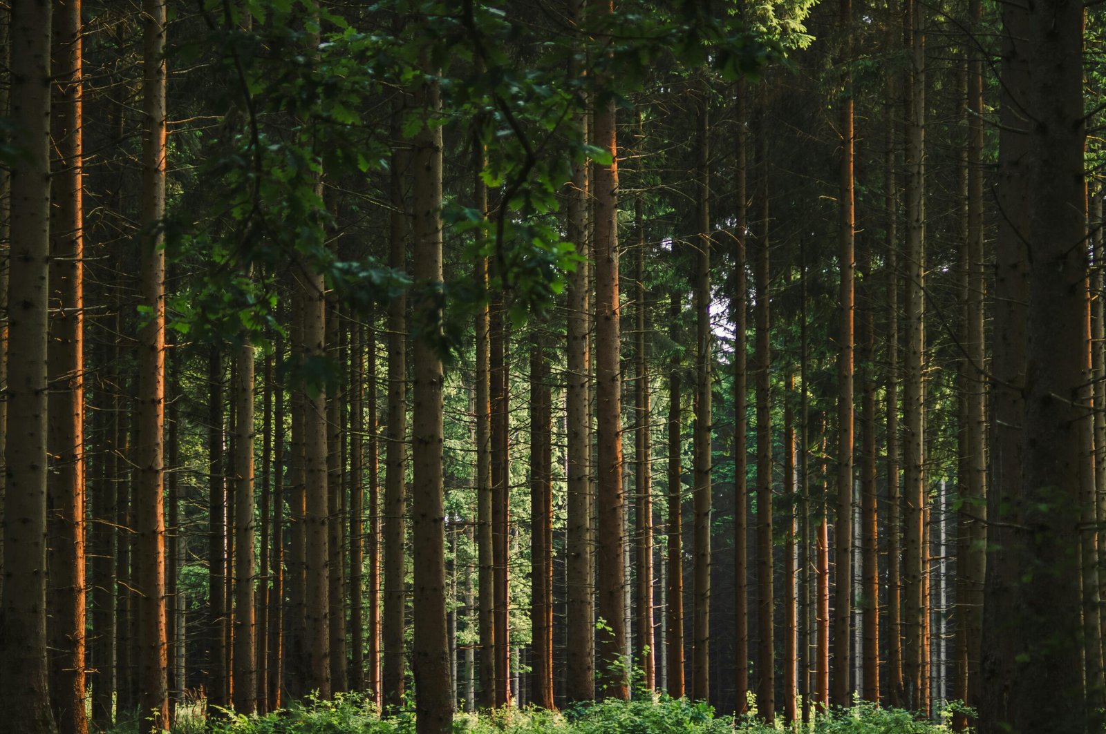 Tala de árboles | Noruega | Naturaleza