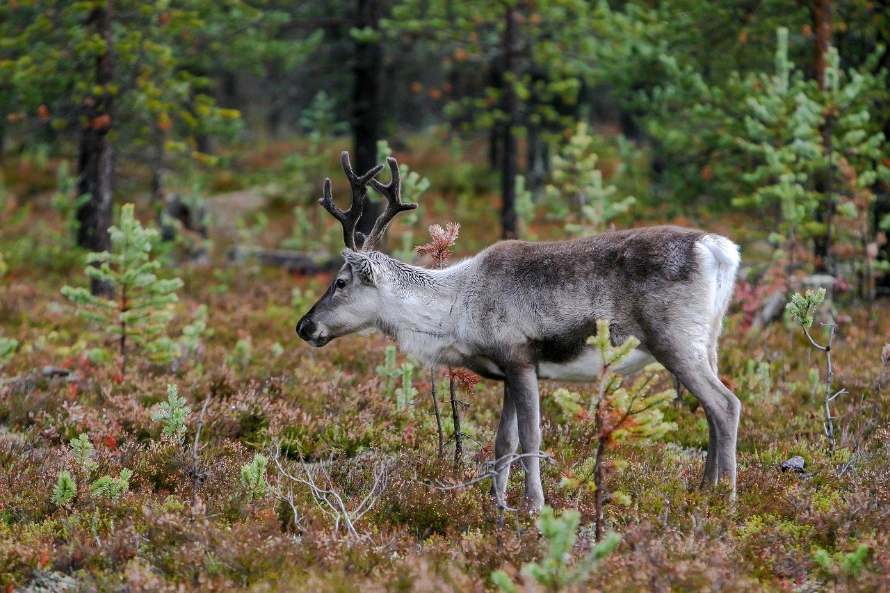 Renos | Noruega | Supervivencia | Naturaleza