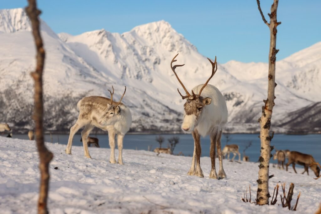 Renos | Noruega | Supervivencia | Naturaleza