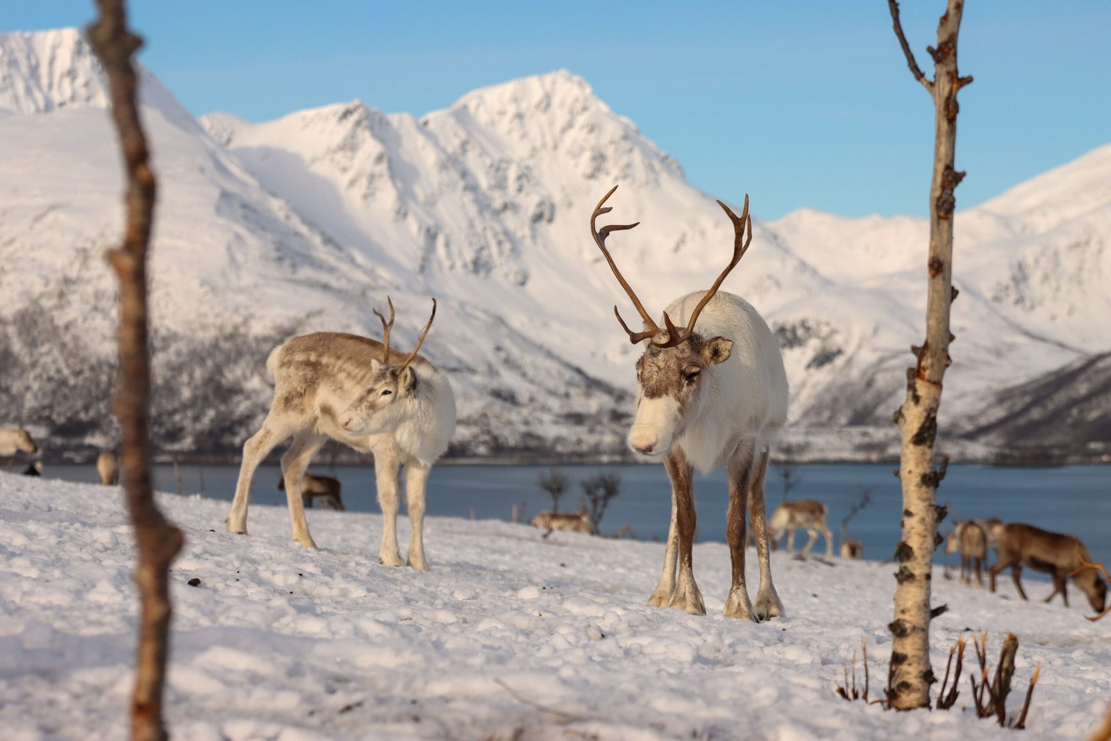 Renos | Noruega | Supervivencia | Naturaleza