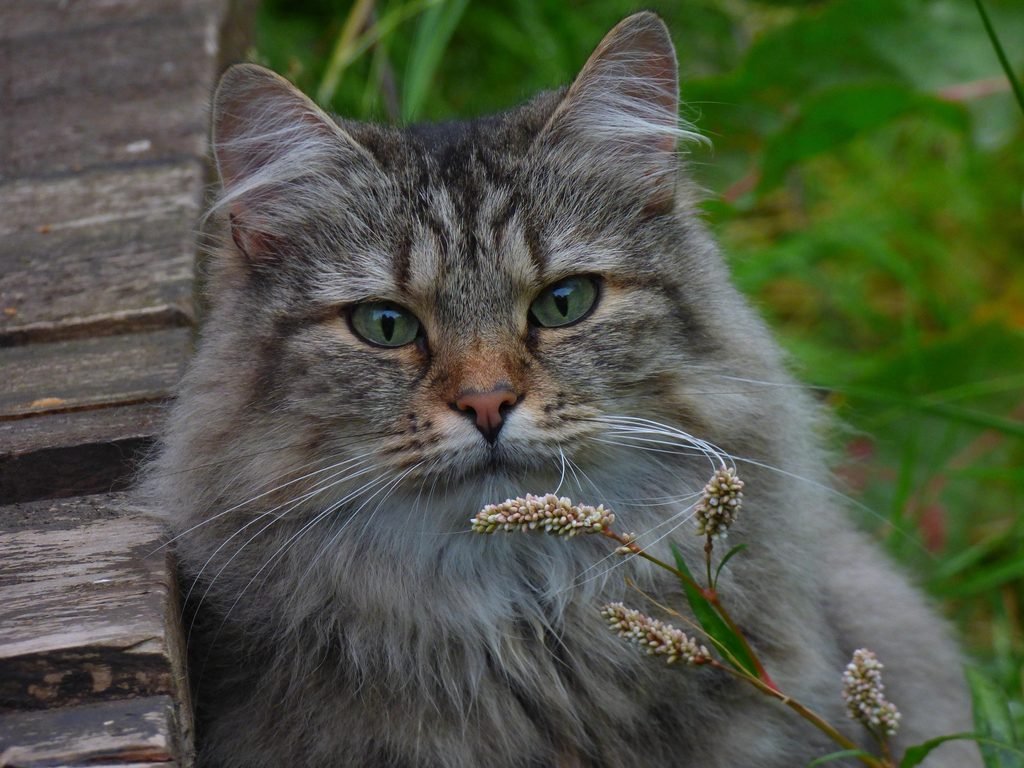Mascotas en Noruega | Noruega | Mascotas | Sociedad | Naturaleza