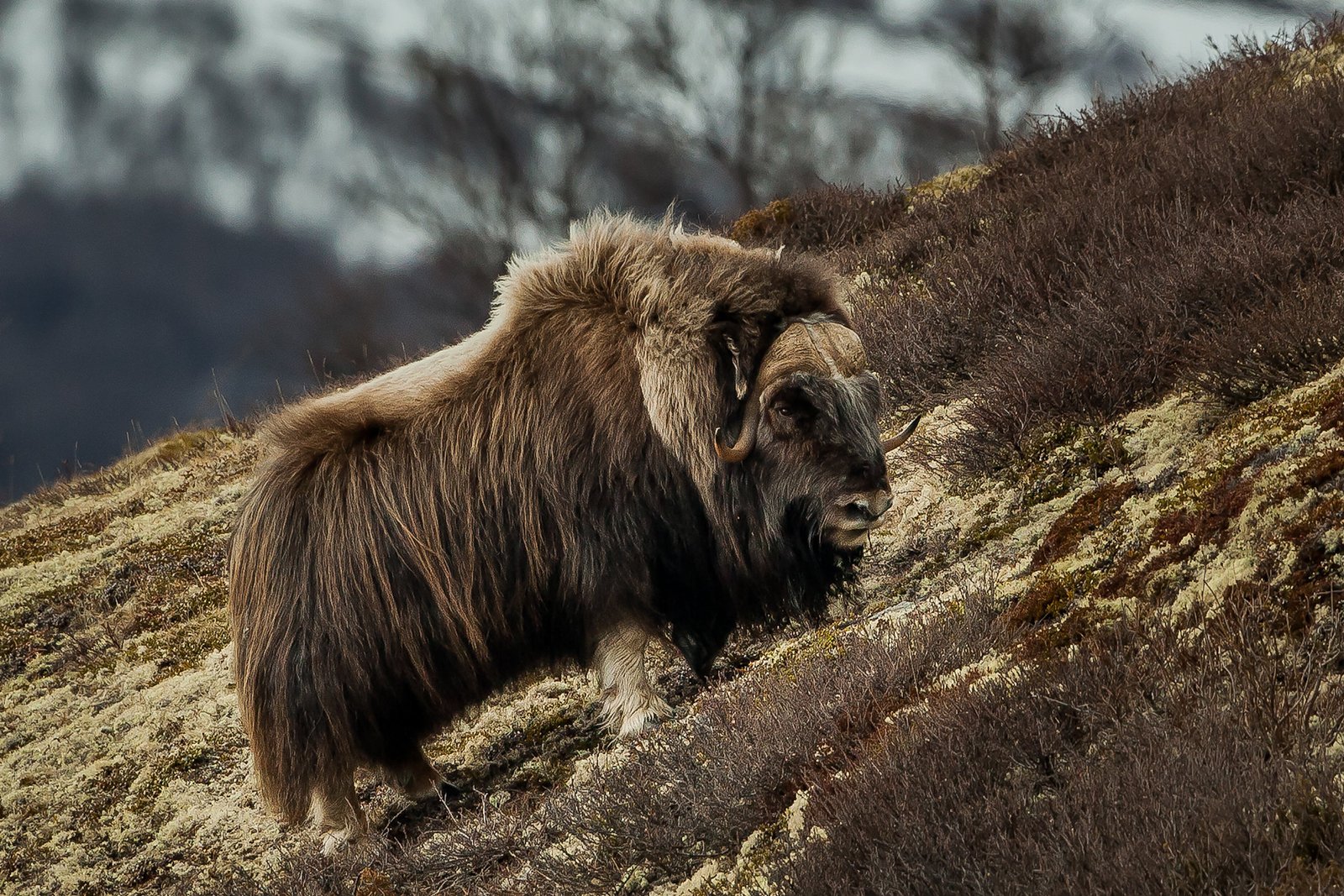 Naturaleza | Animales | Noruega