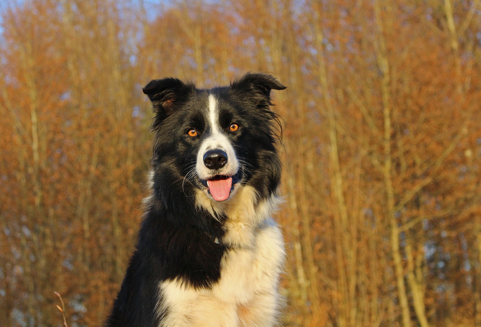 Mascotas en Noruega | Noruega | Mascotas | Sociedad | Naturaleza