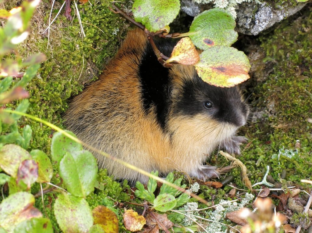 Naturaleza | Animales | Noruega 